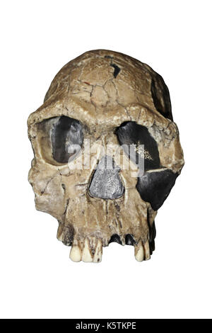 Replikat Homo Habilis Schädel KNM-ER 1813 Stockfoto