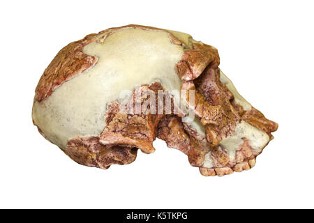 Seitenansicht des Homo habilis Schädel OH 24 "Twiggy" Stockfoto