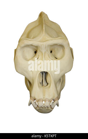 Vorderansicht des männlichen Gorilla Skull Stockfoto