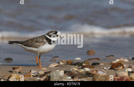 Ein hübscher Ringelpfeifer (Charadrius hiaticula), der am Ufer nach Nahrung sucht. Stockfoto