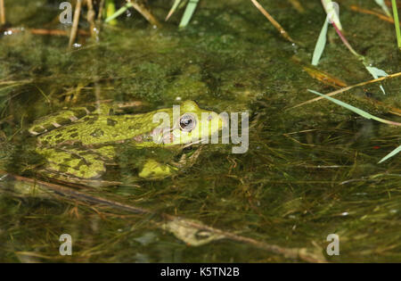 Ein Moorfrosch (Pelophylax (früher Rana) ridibunda) sitzt in einem Bach teilweise im Wasser untergetaucht. Stockfoto