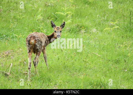 Ein junger Hirsch (Capreolus capreolus), der sich auf einem Grasfeld ernährt. Stockfoto