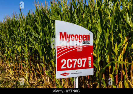 Indianapolis - ca. September 2017: Mycogen Seeds Signage in einem Maisfeld. Mycogen Seeds ist eine Tochtergesellschaft von Dow AgroSciences und DowDuPont II. Stockfoto