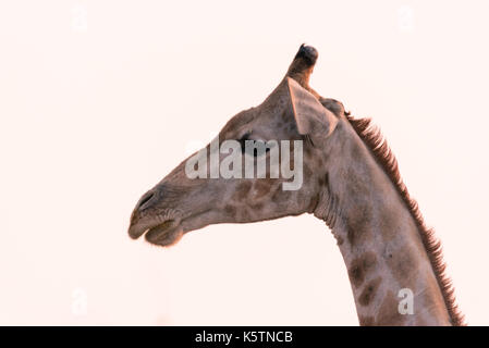 Namiba's Giraffe im Etosha Nationalpark Stockfoto