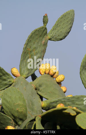 Feigenkaktus (Opuntia ficus-indica) Baum Blätter und Früchte Stockfoto