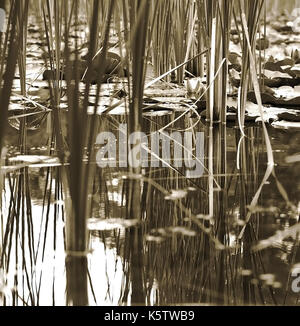 Teich Szene in Schwarz und Weiß mit Seerosen und Schilf Stockfoto