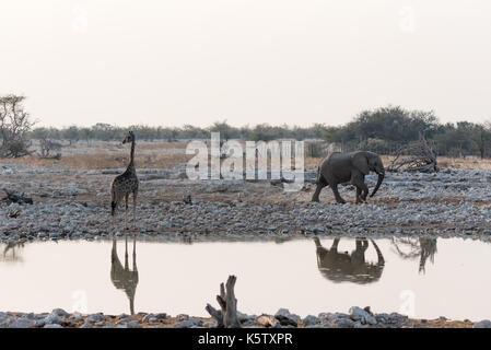 Eine Giraffe starrt ein Elefant im Etosha Nationalpark in Namibia Stockfoto