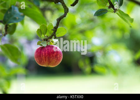 Ein reifer roter Apfel hängen von einer Zweigstelle (Cambridge, UK) Stockfoto