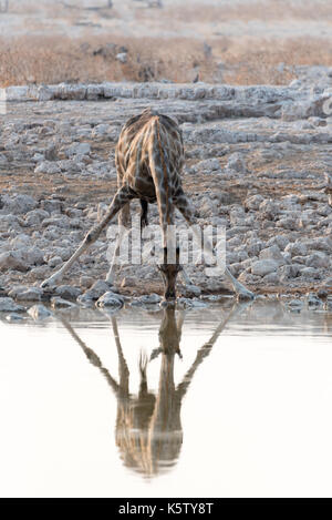 Giraffe Trinkwasser in Namiba's Etosha Nationalpark Stockfoto