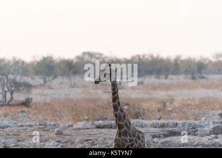 Namiba's Giraffe im Etosha Nationalpark Stockfoto