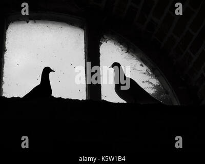 Fan-Tailed Tauben in einem historischen Dovecot Fenster Felbrigg Norfolk Stockfoto