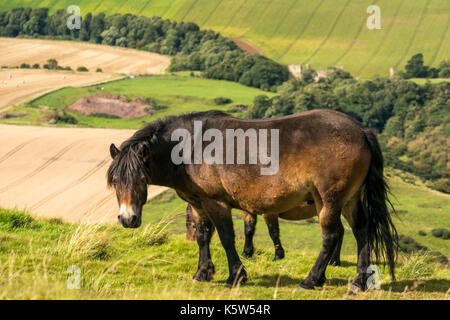 Nahaufnahme der Exmoor-Ponys auf Traprain Law, East Lothian, Schottland, Großbritannien; ein konservatorisches Weideprojekt Stockfoto