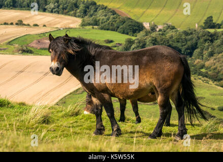 Nahaufnahme der Exmoor-Ponys auf Traprain Law, East Lothian, Schottland, Großbritannien; ein konservatorisches Weideprojekt Stockfoto