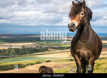 Nahaufnahme des Exmoor-Ponys mit Mähne, die im Wind wehte, Traprain Law, East Lothian, Schottland, Großbritannien, hielt hier für ein Naturschutzprojekt Stockfoto