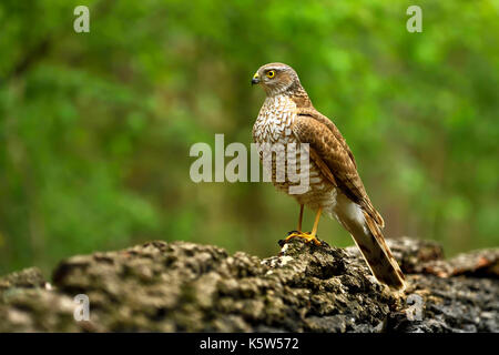 Eurasischen Sperber (Accipiter nisus), weibliche, sitzen auf den Zweig, Nationalpark Kiskunsag, Ungarn Stockfoto