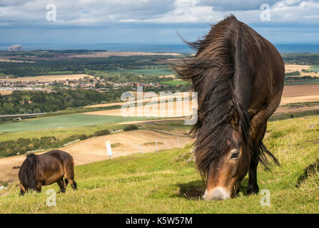 Nahaufnahme der Exmoor-Ponys auf Traprain Law, East Lothian, Schottland, Großbritannien; ein konservatorisches Weideprojekt Stockfoto