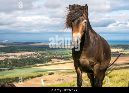 Halbferales Exmoor-Pony, Traprain Law, East Lothian, Schottland, Großbritannien, Grasen, um Gras wiederherzustellen, Firth of Forth im Hintergrund Stockfoto