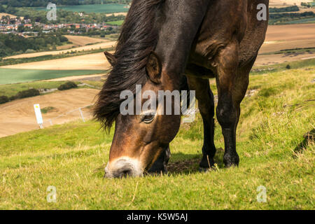 Halbferales Exmoor-Pony, Traprain Law, East Lothian, Schottland, Großbritannien, Grasen, um Gras wiederherzustellen, Firth of Forth im Hintergrund Stockfoto