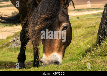 Halbferales Exmoor-Pony, Traprain Law, East Lothian, Schottland, Großbritannien, Grasen, um Gras wiederherzustellen, Firth of Forth im Hintergrund Stockfoto