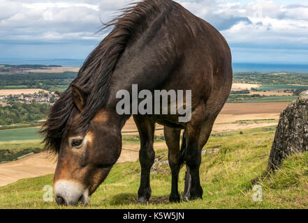 Halbferales Exmoor-Pony, Traprain Law, East Lothian, Schottland, Großbritannien, Grasen, um Gras wiederherzustellen, Firth of Forth im Hintergrund Stockfoto