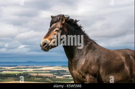 Halbferales Exmoor-Pony, Traprain Law, East Lothian, Schottland, Großbritannien, Grasen, um Gras wiederherzustellen, Firth of Forth im Hintergrund Stockfoto