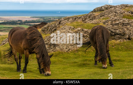 Exmoor Ponys on Traprain Law, East Lothian, Scotland, UK; ein Weideprojekt zur Wiederherstellung von Gras reduziert gröberes Gras Stockfoto