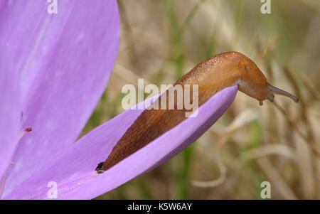 Eine braune Slug (Arion Arten) stammt aus einer Lila Herbst Crocus biflorus, Blume, wo es Essen wurde die reproduktiven Teile der Blüte. Stockfoto