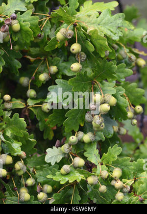 Eine große Ernte von Eicheln, die Frucht einer Pedunculate oak tree (Quercus robur). Woodchurch, Kent, Großbritannien. Stockfoto