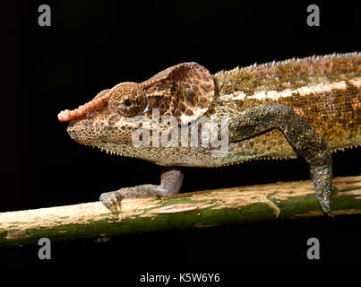 Shorthorn Chameleon (Calumma crypticum), männlich auf Zweig, Regenwälder, Ranomafana Nationalpark, Madagaskar Stockfoto