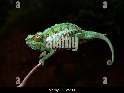 Panther chameleon (Furcifer pardalis), männlich, Nordwesten Madagaskar, Madagaskar Stockfoto