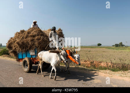 Männer auf Ochsenkarren, beladen mit Stroh, in der Nähe von Mysuru, Karnataka, Indien Stockfoto