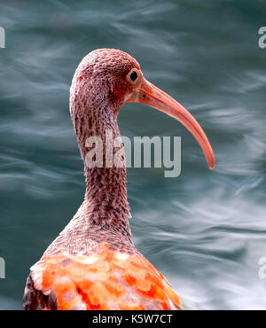 Scarlet ibis (Eudocimus ruber), jungen Vogel, heimisch im nördlichen Südamerika Stockfoto
