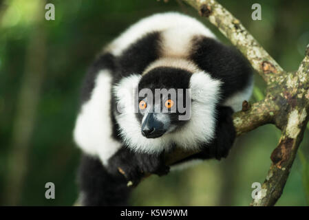 Schwarz-weiße Vari, Varecia variegata, Palmarium finden, Lac Ampitabe, Pangalanes Kanal, Madagaskar Stockfoto