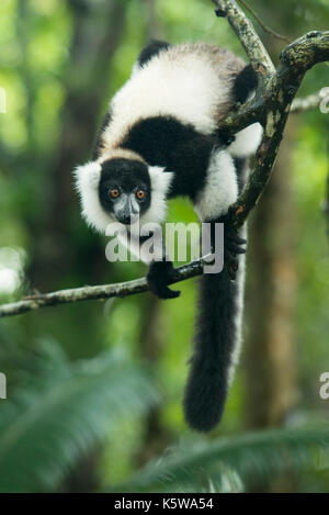 Schwarz-weiße Vari, Varecia variegata, Palmarium finden, Lac Ampitabe, Pangalanes Kanal, Madagaskar Stockfoto