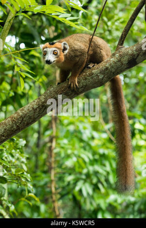 Gekrönt, Eulemur lemur coronatus, Palmarium finden, Lac Ampitabe, Pangalanes Kanal, Madagaskar Stockfoto