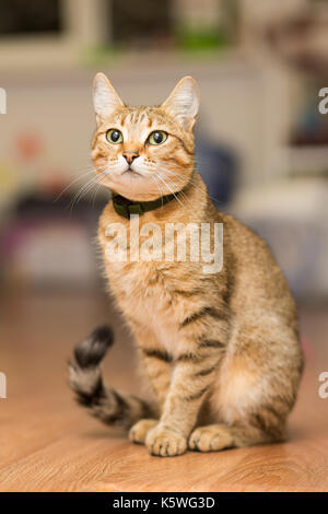 Reed Katze in einem schwarzen Kragens sitzt auf dem Boden Stockfoto