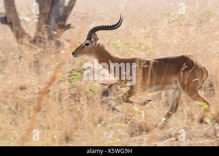 Männliche Antilope kob inmitten hoher trockenes Gras in der Ugandischen Savannah ausgeführt Stockfoto