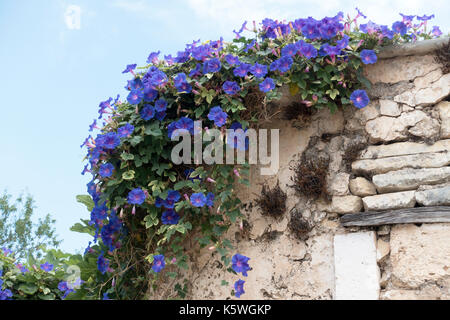 Morning Glory, Convolvulus dorycnium über die Ecke einer kleinen, verfallenen Gebäude in Assos, Kefalonia, Griechenland klettern Stockfoto