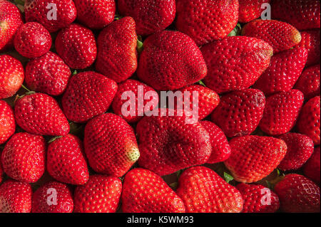 Fraise Marseille Frankreich Stockfoto