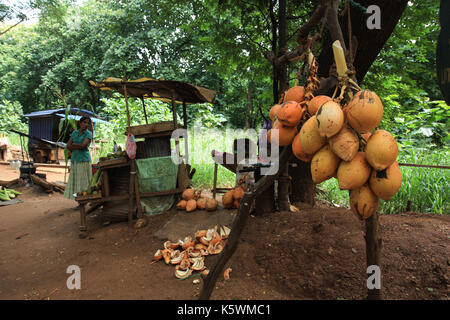 Sri Lanka - 3. Januar 2017: eine Straße stehen in ländlichen Sri Lanka, mit einer Frau König verkauft Kokosnüsse und andere Früchte. Stockfoto