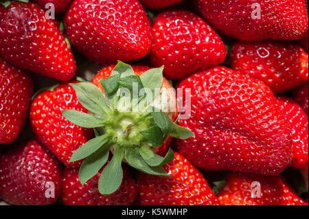 Fraise Marseille Frankreich Stockfoto