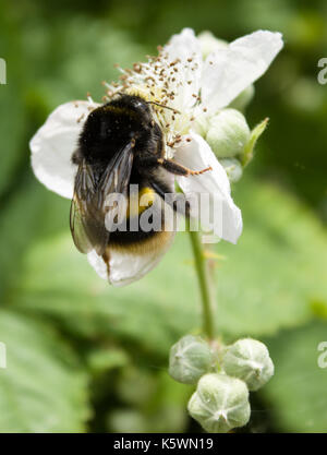 Attenborough Naturschutzgebiet Stockfoto