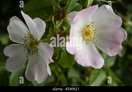 Attenborough Naturschutzgebiet Stockfoto