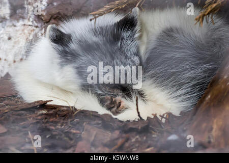 White fox unter Baum in auyuittuq National park Kanada schlafen Stockfoto