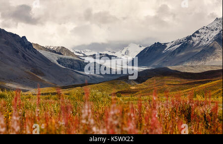 Gemeinsame Weidenröschen (Epilobium augustifolium) aus der Art geschlagen den kommenden Winter in der Nähe der Gulkana Gletscher und der Alaska Range im Inneren leider Ahnen Stockfoto