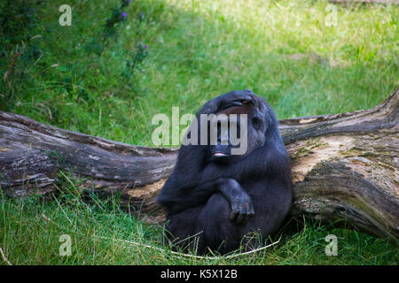 Silverback Gorilla entspannende und loogking Stolz an Kamera Stockfoto