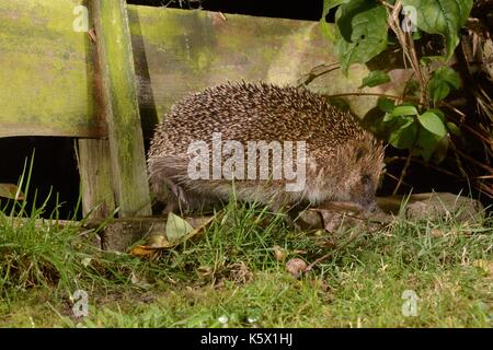 Europäischer Igel (Erinaceus europaeus) eine s-Garten die Eingabe von der nebenan Garten durch Zusammendrücken durch eine Lücke im Zaun bei Nacht, UK. Stockfoto