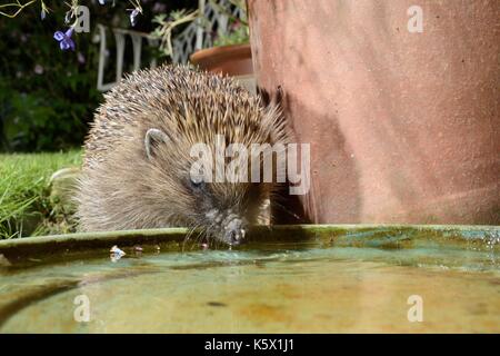 Igel (Erinaceus europaeus) trinken aus einem Abscheidebehälter links heraus auf eine Terrasse für Igel aus, in der Nacht zu trinken, Chippenham, Wiltshire, UK, August Stockfoto