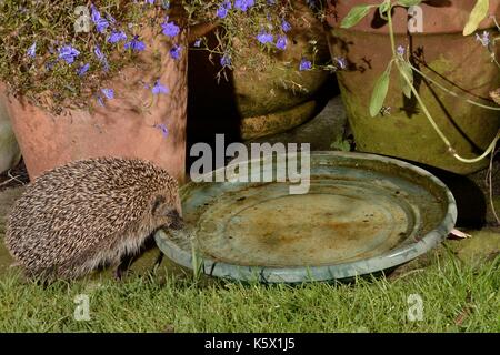 Igel (Erinaceus europaeus) das Trinken von Wasser Schüssel links heraus auf eine Terrasse für Igel, nachts, Chippenham, Wiltshire, UK, August. Mit einer Stockfoto