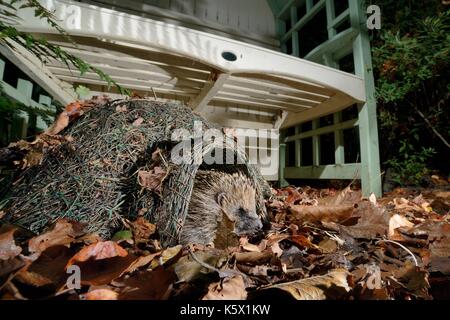 Igel (Erinaceus europaeus), die sich aus einem Igel Haus in der Nacht in einem Vorort Garten, Chippenham, Wiltshire, UK, September. Stockfoto